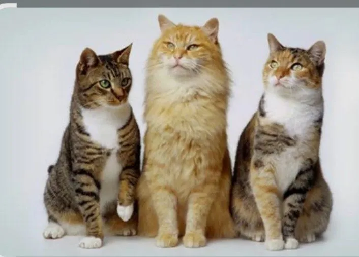 Передержка кошек