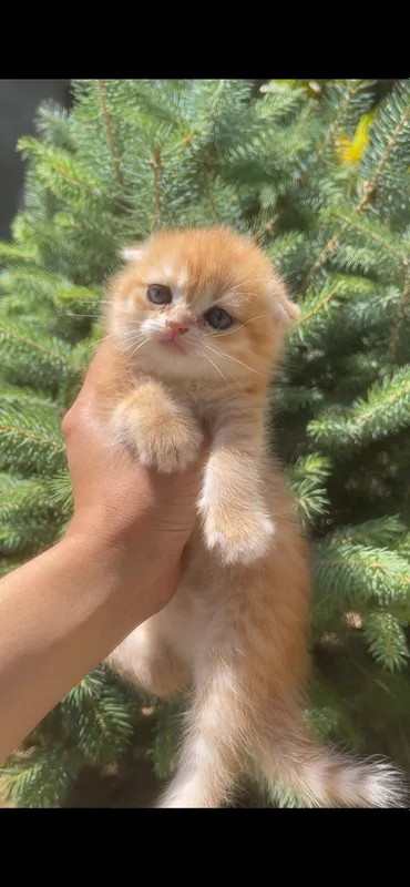 zalatistaya shinshilla tabby qiz bola mushuk 8