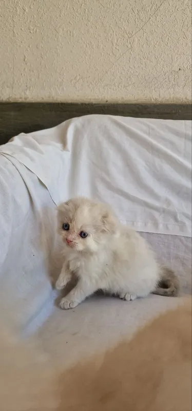 Котята шиншилла. — фото 1