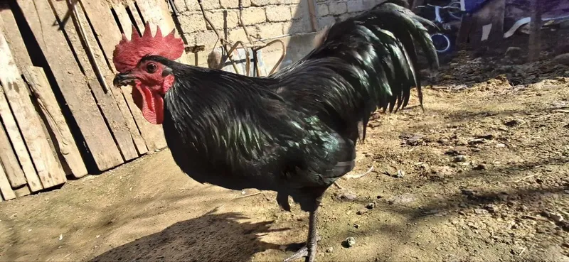 Qora zotdor horoz sotiladi 6 Qora zotdor horoz sotiladi 6