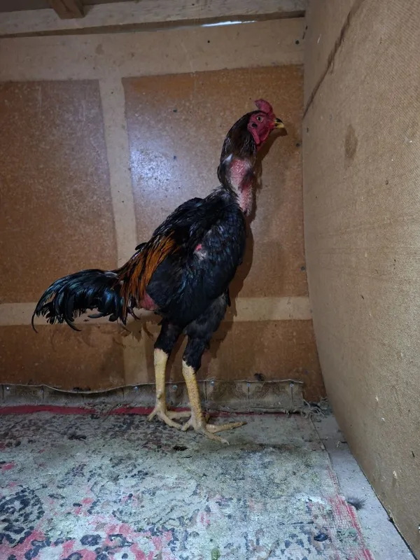 Dakan xoʻrozlar sotiladi 4