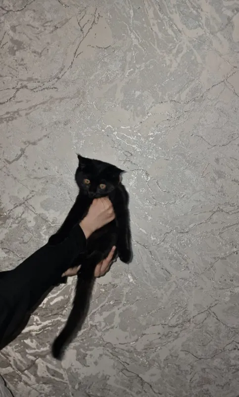 3 oylik mushukcha sotiladi 2 3 oylik mushukcha sotiladi 2