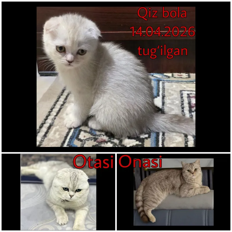 Скоттиш фолд, Скоттиш страйт 1 Скоттиш фолд, Скоттиш страйт 1