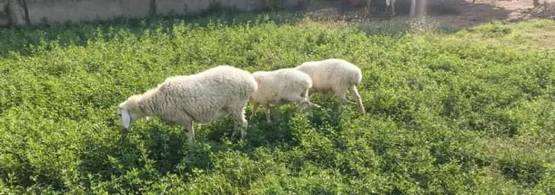 Ona bola qóy sotiladi 3