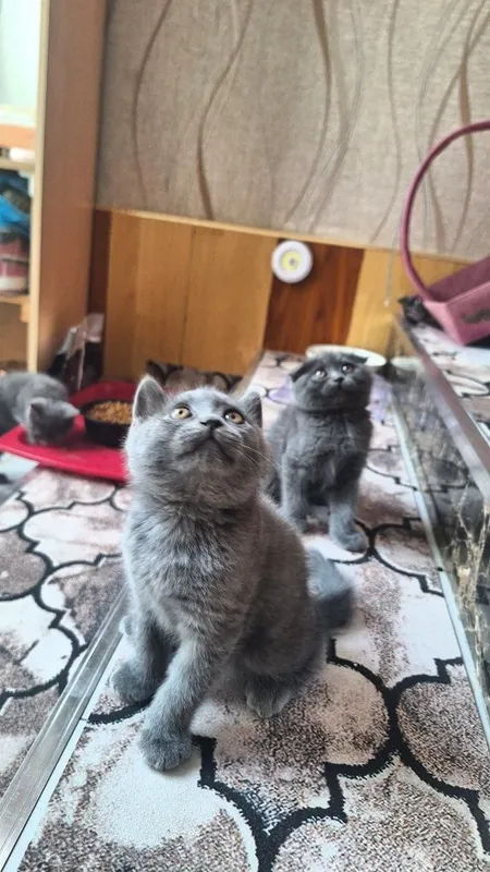 Котята кошка кошечка Mushuk 1
