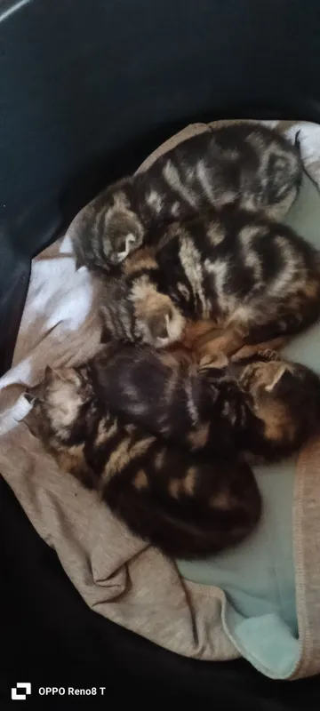 Mushuk bolalari sotiladi.Aqlli,lotok biladi