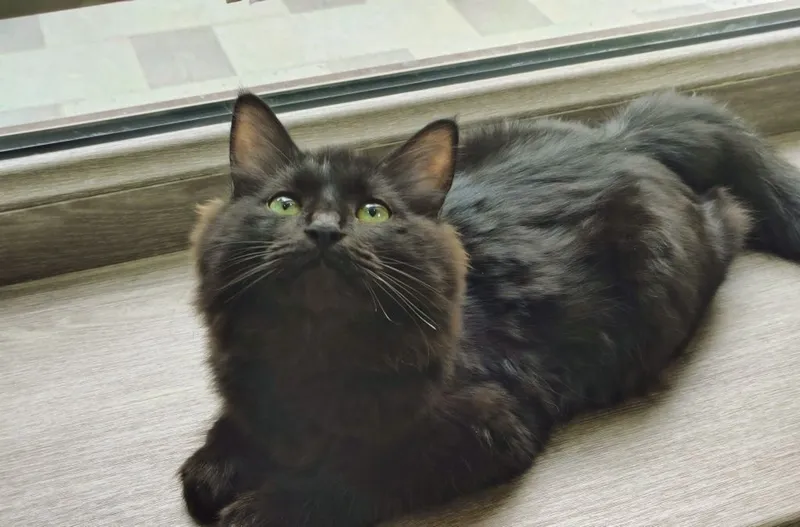 Котенок бесплатно, в добрые руки. Мальчик 3