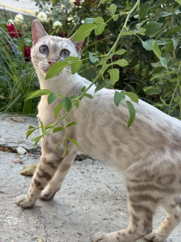Бенгальская кошка 1 Бенгальская кошка 1