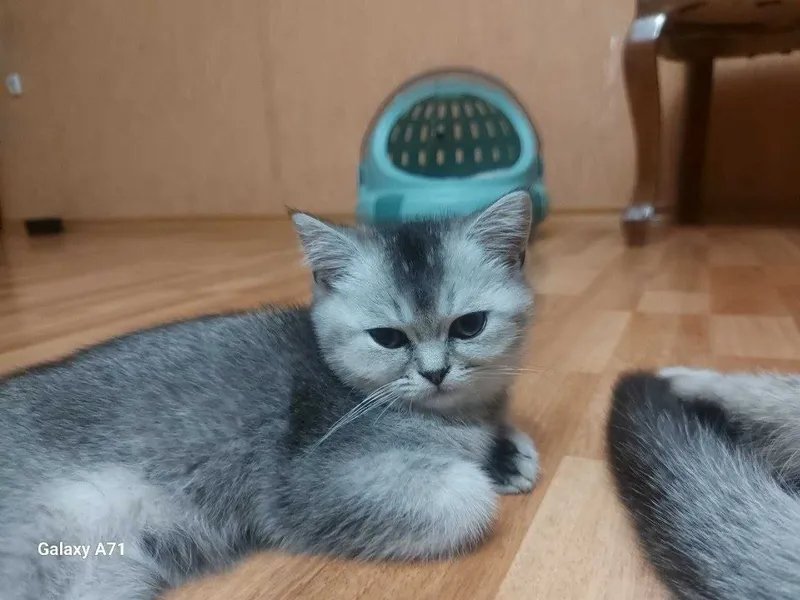 Продаётся котята!!Shinshilla mushuklar sotiladi!!! — фото 2