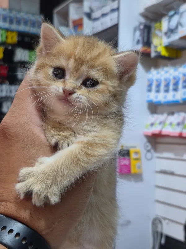 Продаётся котёнок золотая шиншилла 8 Продаётся котёнок золотая шиншилла 8