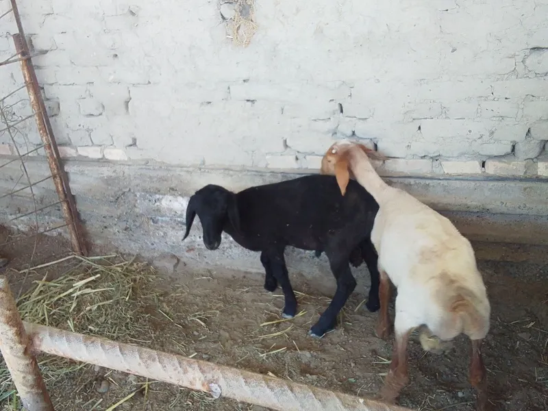 Qo'chqor barralar 5