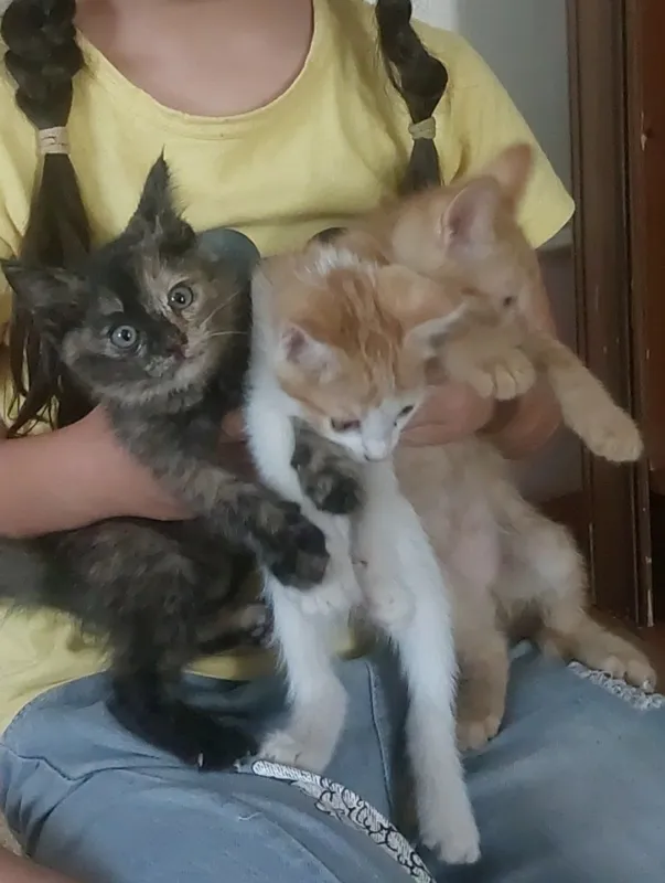 Котят домашный и умний