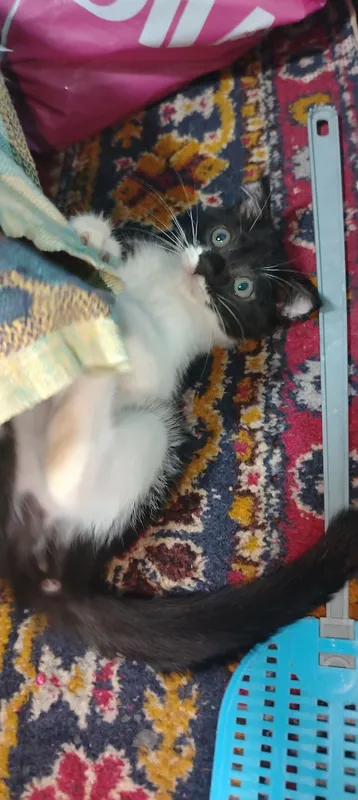 Продаётся котёнок девочка 6