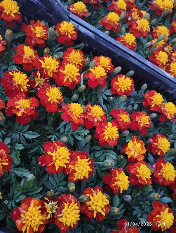 Gul ko‘chatlari sotiladi! Sifatli va chiroyli gul ko‘chatlari: — — фото 2