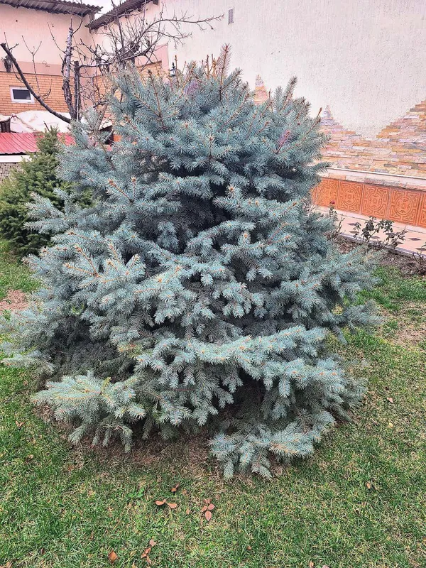 Голубая ель (Picea pungens)