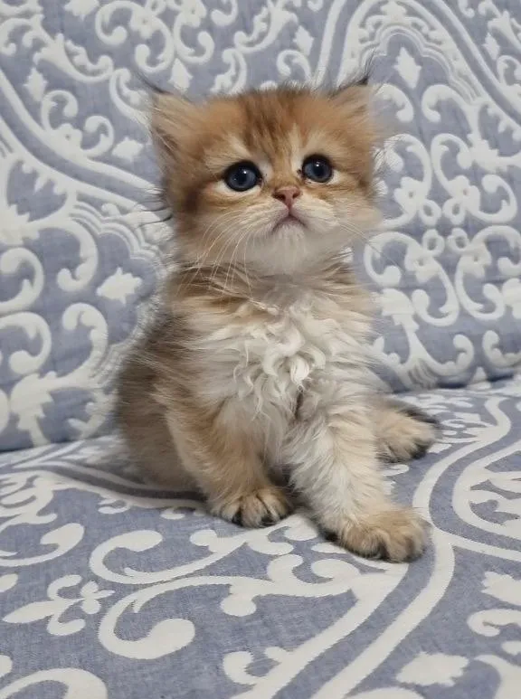 Zotli mushuk