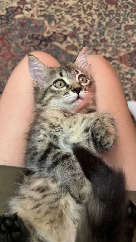 Котенок девочка В хорошие руки 3 месяца 3 Котенок девочка В хорошие руки 3 месяца 3