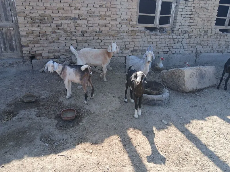 Yosh uloqlar bor 4 Yosh uloqlar bor 4