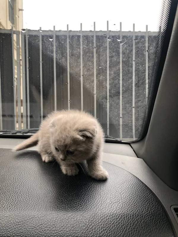 скотиш фолд 1ярим ойлик 2та 2 скотиш фолд 1ярим ойлик 2та 2