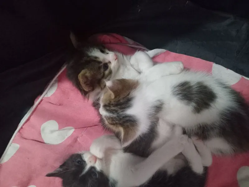 Котятки в добрые заботливые руки 1 Котятки в добрые заботливые руки 1