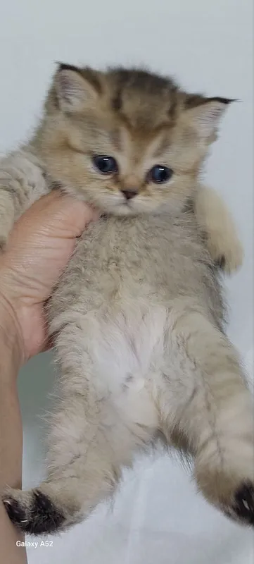 животные кошки 3 животные кошки 3