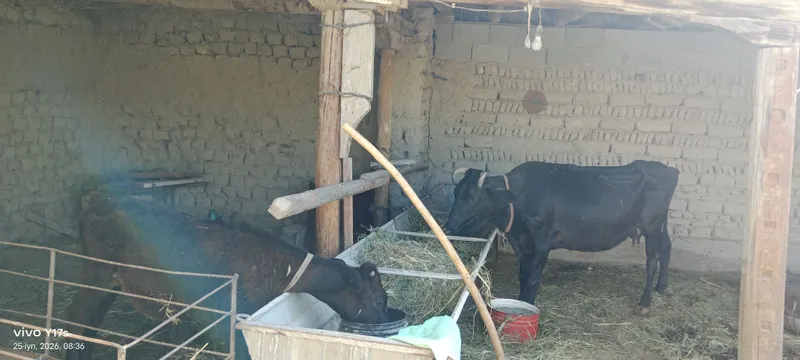 Ona bola sigir suti 5l bolasi gʻunojin — фото 1