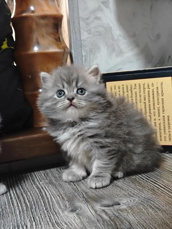 Британцы котята продаются — фото 1