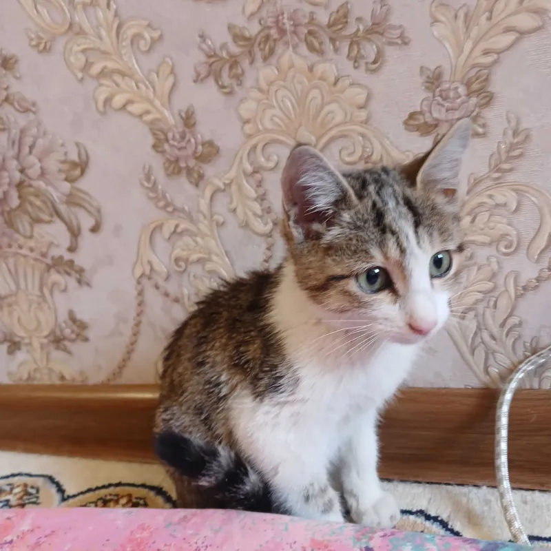 Котята бесплатно — фото 1