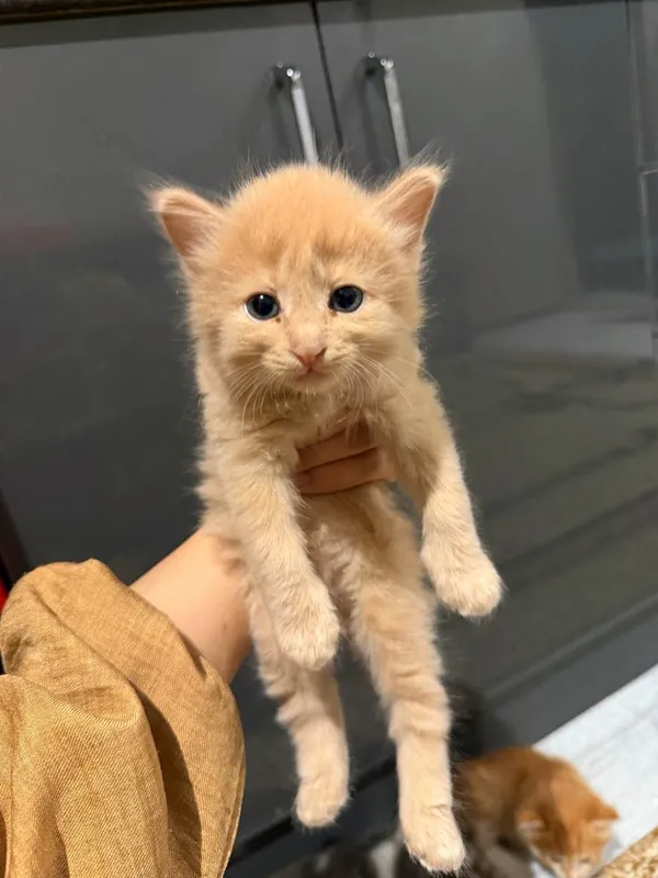 Котята 4 Котята 4
