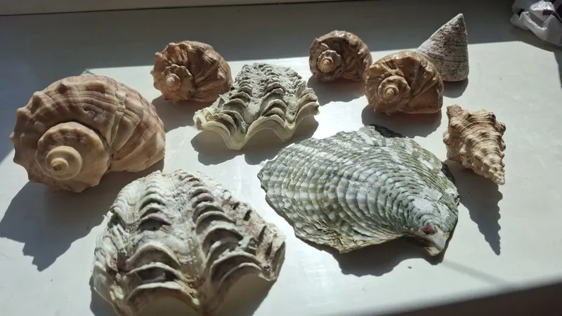 Натуральные ракушки
