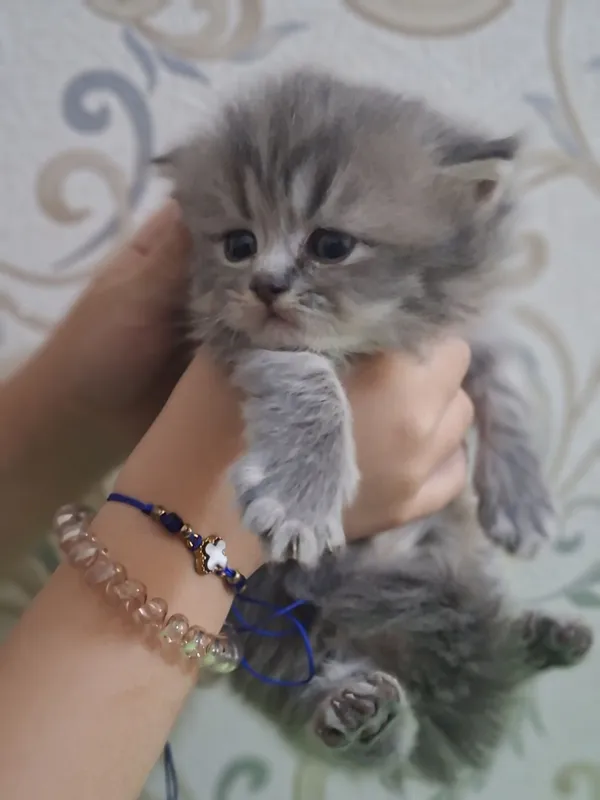 Котята скоттиш фолд