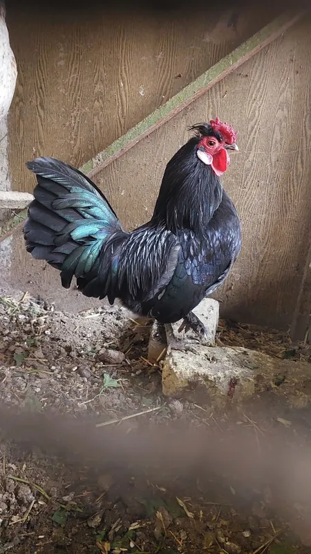 Bantam tovuq va xoʻrozi sotiladi — фото 5