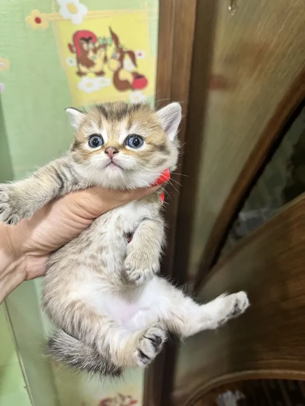 Продается золотая шиншилла