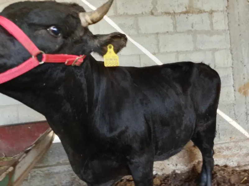 Buqqa sotiladi. Yem yegan katta mol. Narxi yana kelishiladi 3 Buqqa sotiladi. Yem yegan katta mol. Narxi yana kelishiladi 3