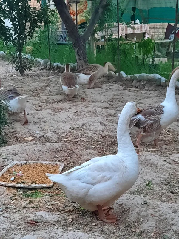 G'ozlar sotiladi 5