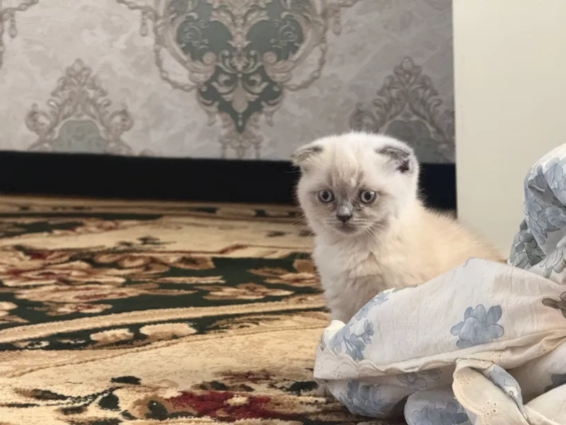 Котята — фото 1