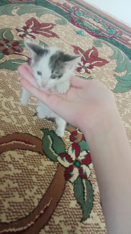 mushik... кошка mushik... кошка