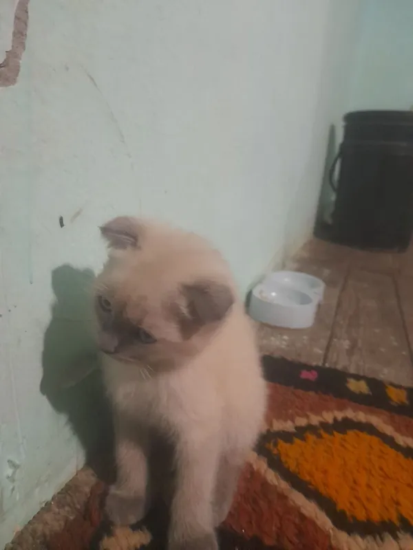 Продам котят британка — фото 3
