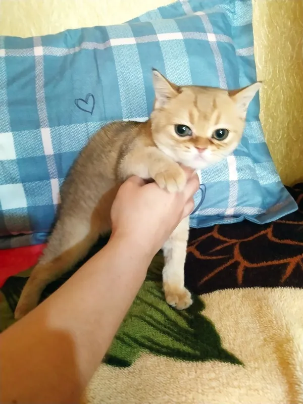 Продаются британская золотая шиншила — фото 2