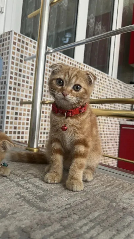вислоухие Котята