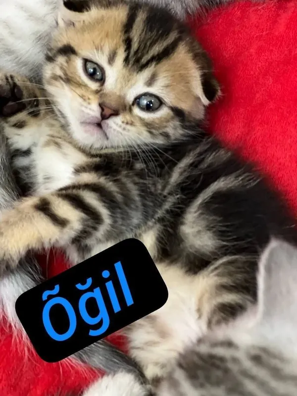 Skotish fold mushukchala скотишфолд котятя 1