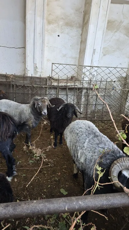 Tagallar tez va arzon narzda sotiladi — фото 2
