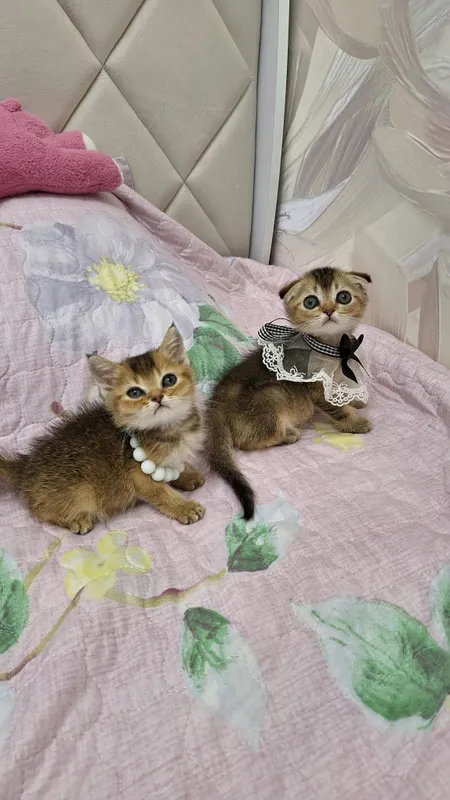 чистокроные котята — фото 4