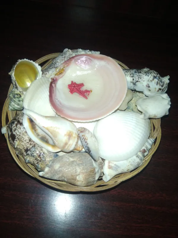 Filippindan dengiz chig'anog'i shells madeinPhilippin 1