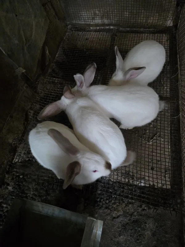 Продаются кролики 5 Продаются кролики 5