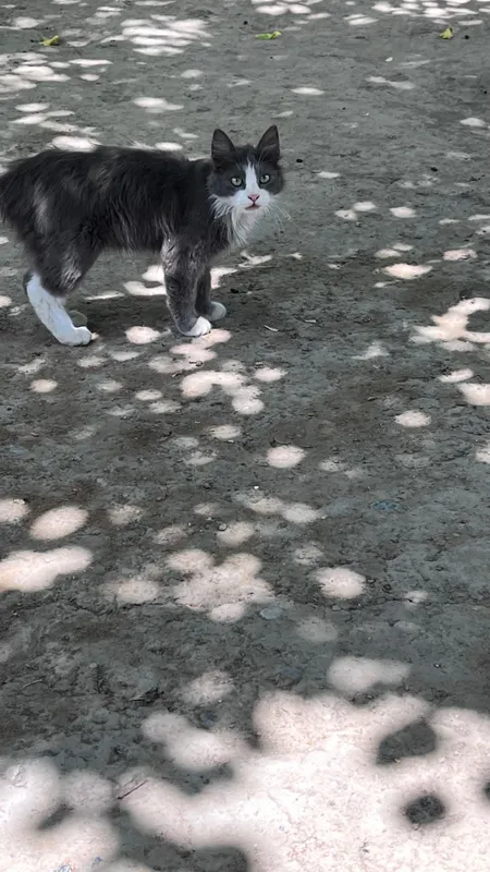 Продам Сибирского кота — фото 3