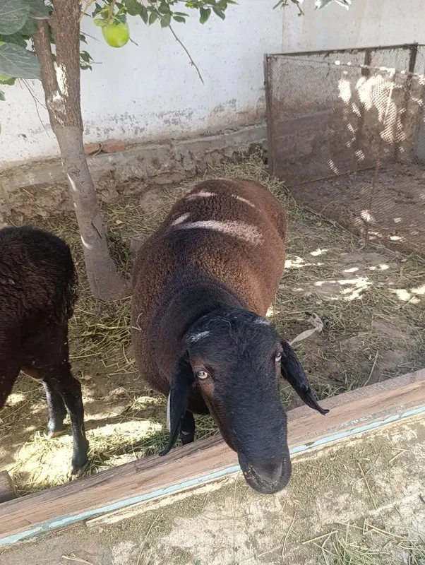 Qoʻylar sotiladi boqishga tayyor holatda kelishamiz 2 Qoʻylar sotiladi boqishga tayyor holatda kelishamiz 2