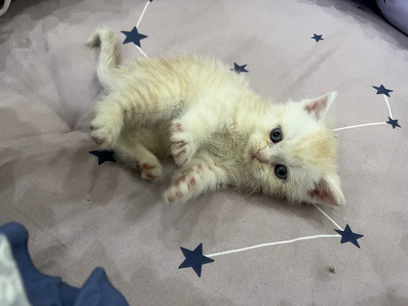 котята Shotland Skottish Strayt 8