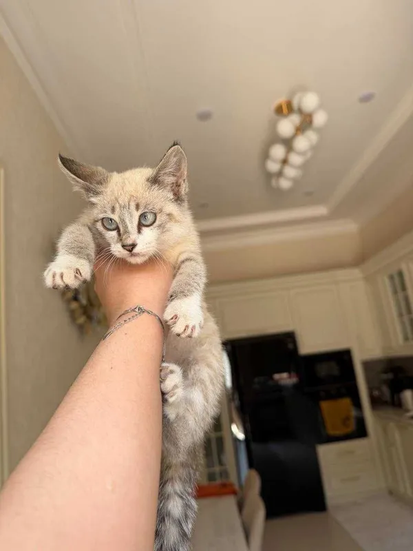 Отлам котенка Ташкент