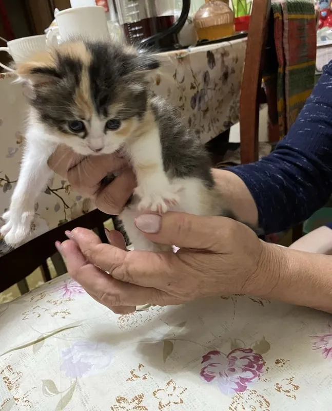 Котята Страйк Висло ушки смешиные 3